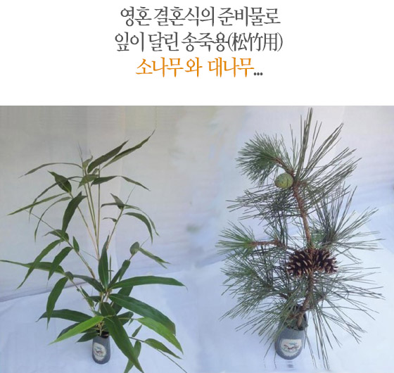 영혼결혼식의 준비물로 잎이 달린 송죽용(松竹用) 소나무와 대나무...